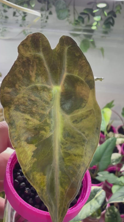 ALOCASIA VENOM AUREA VARIEGATED