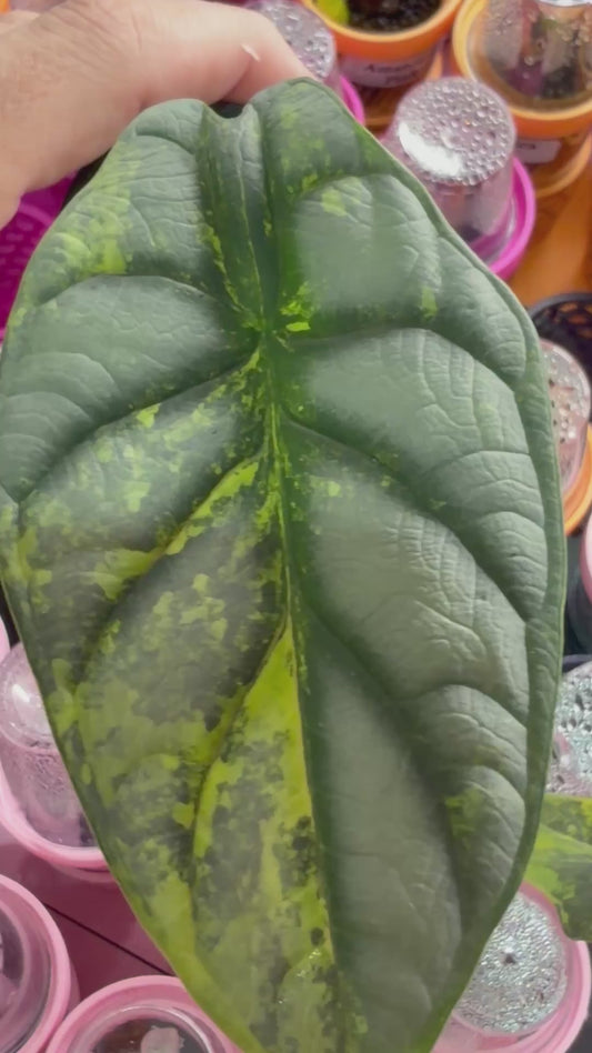 ALOCASIA 'BAGINDA' SILVER DRAGON AUREA VARIEGATED