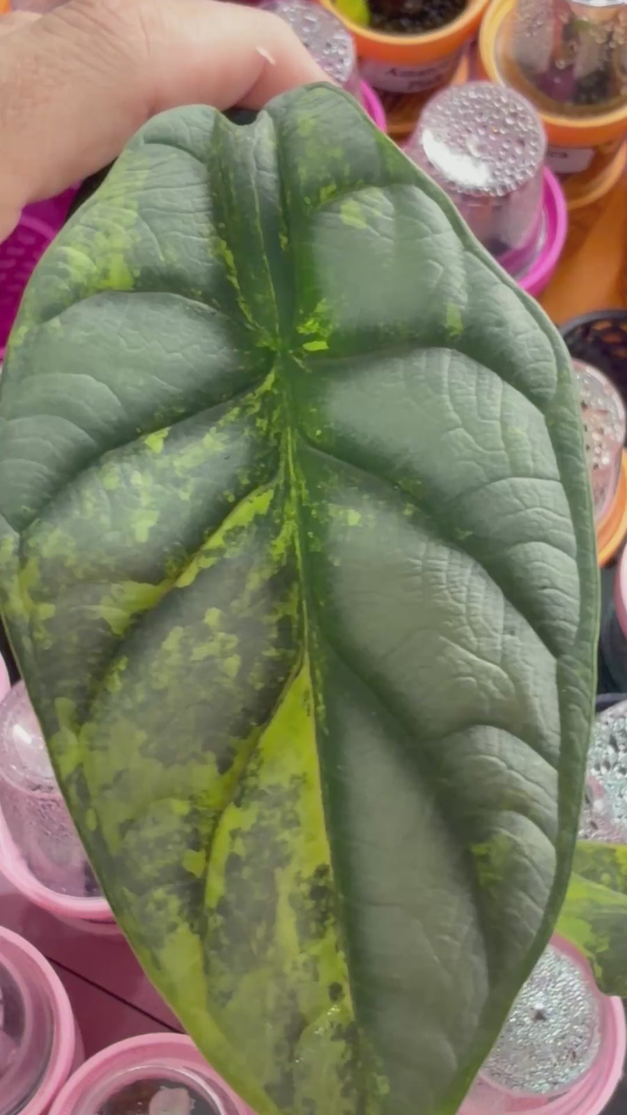 ALOCASIA 'BAGINDA' SILVER DRAGON AUREA VARIEGATED