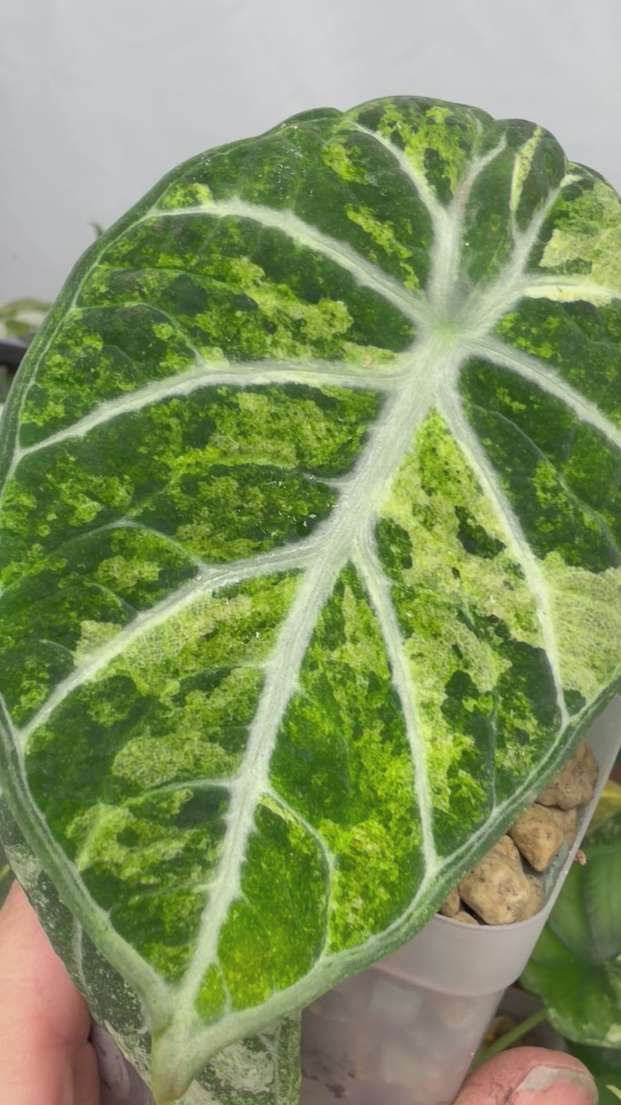 ALOCASIA NINJA AUREA SPLASH VARIEGATED