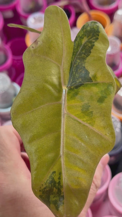 ALOCASIA PSEUDOSANDERIANA AUREA VARIEGATED