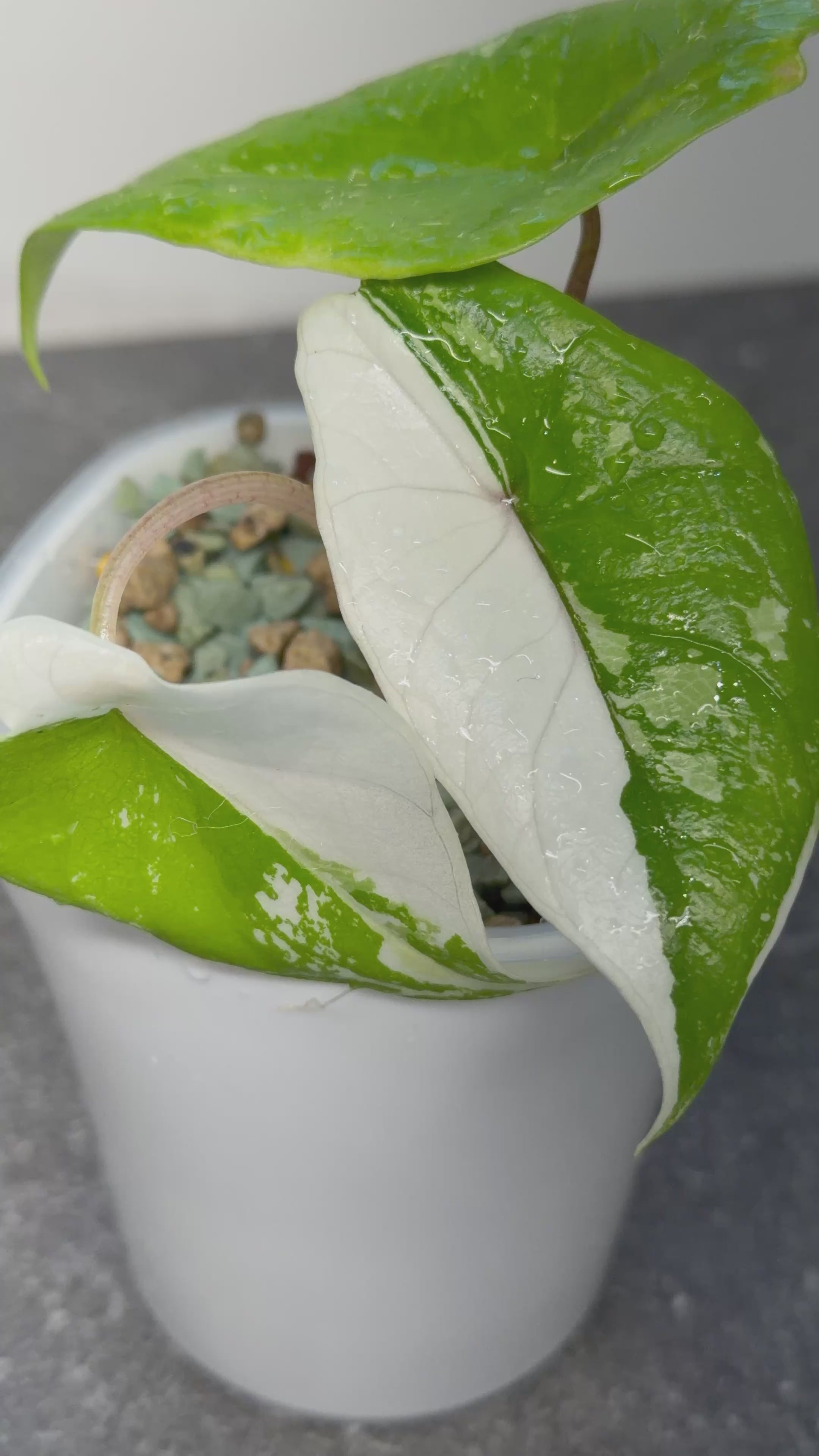 ALOCASIA SCALPRUM ALBO VARIEGATED – The Alocasia Company