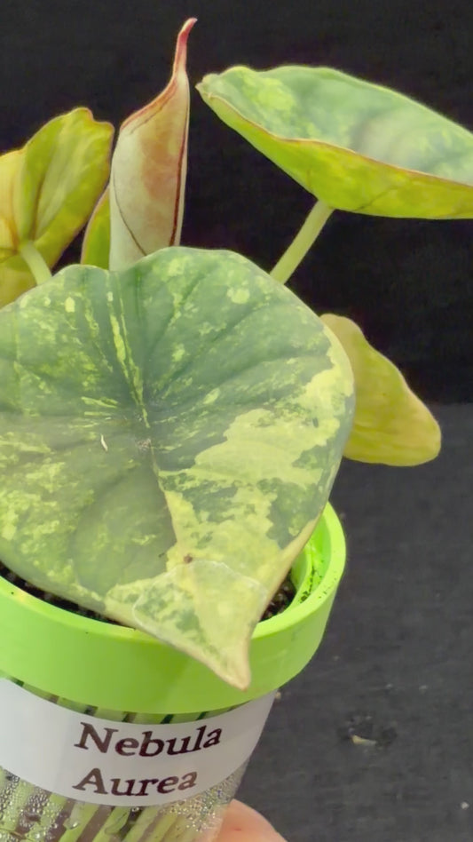 ALOCASIA NEBULA AUREA VARIEGATED