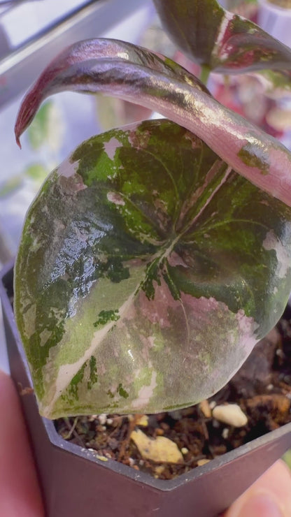 ALOCASIA CUPREA NOM YEN VARIEGATED