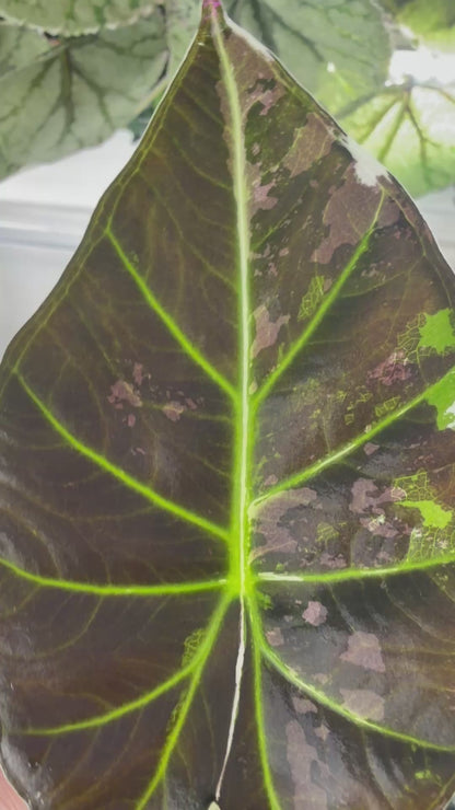 ALOCASIA REGAL SHEILDS ALBO