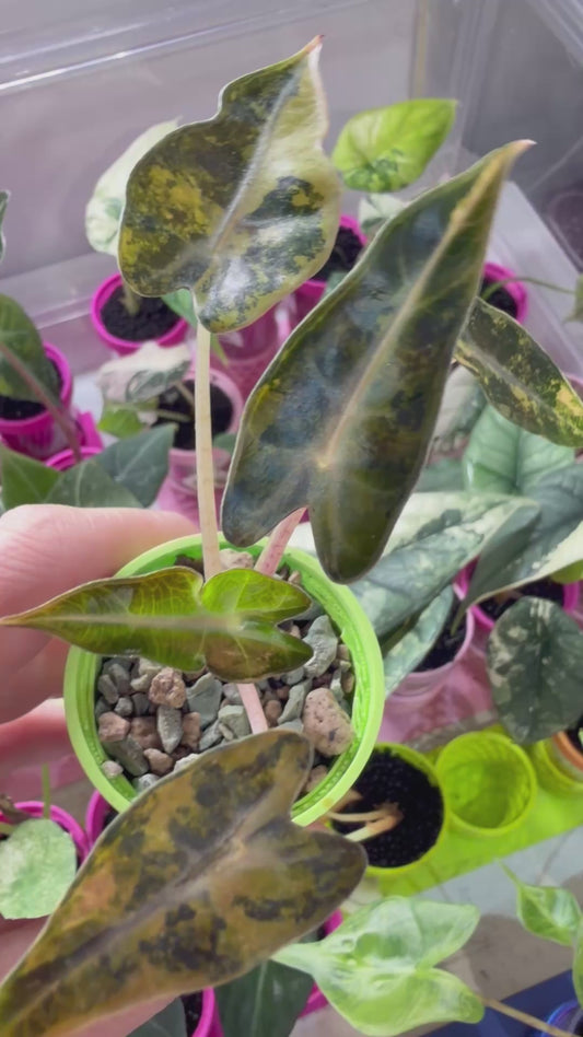 ALOCASIA BAMBINO AUREA VARIEGATED