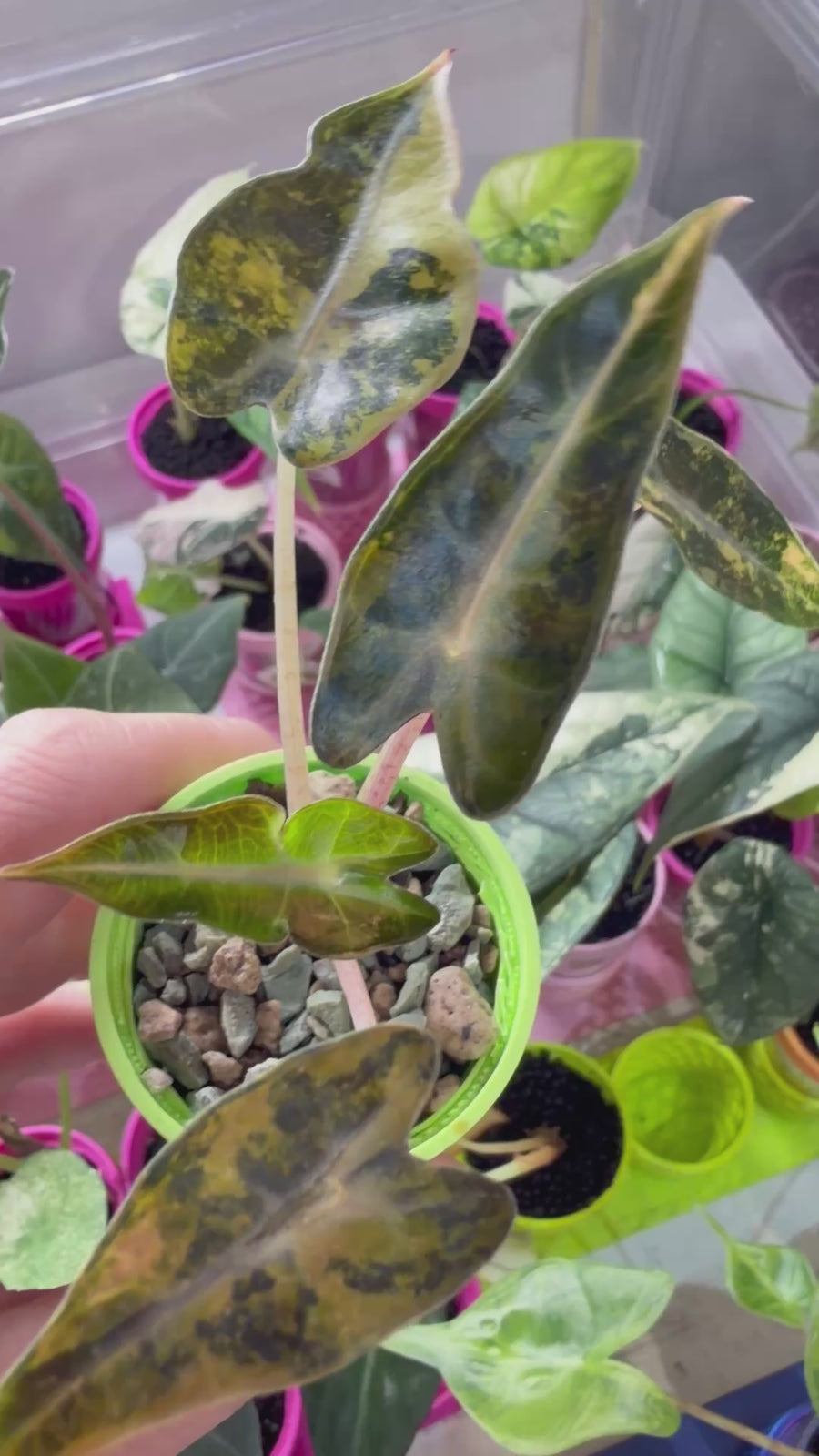 ALOCASIA BAMBINO AUREA VARIEGATED