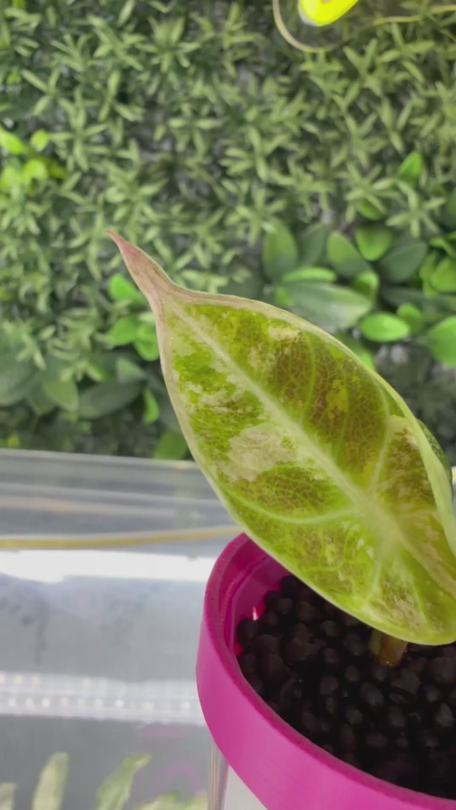 ALOCASIA NINJA PINK VARIEGATED