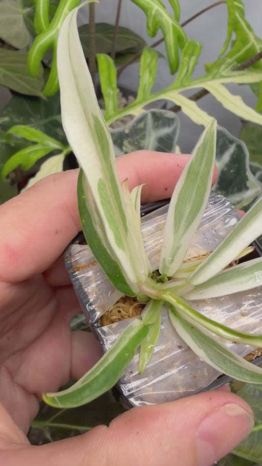 PHILODENDRON TORTUM ALBO