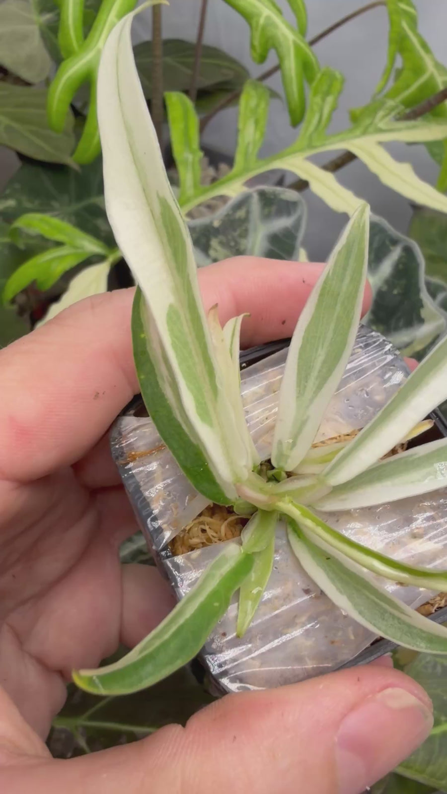 PHILODENDRON TORTUM ALBO VARIEGATED
