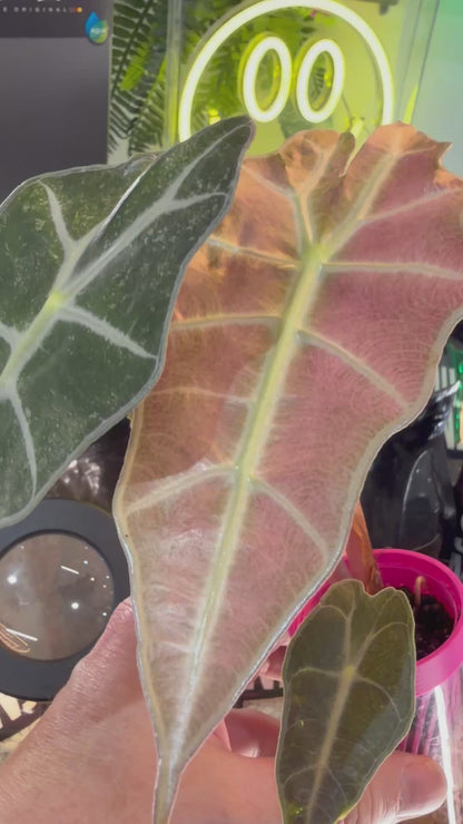ALOCASIA POLLY GHOST VARIEGATED