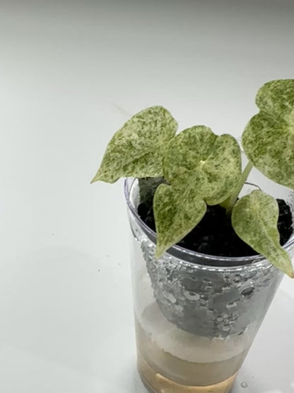 ALOCASIA GOLDEN BONE VARIEGATED