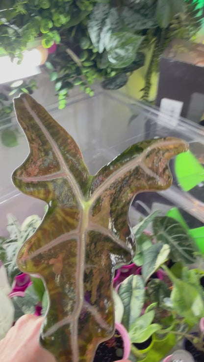 ALOCASIA SANDERIANA 'NOBILIS' K VERSION PINK VARIEGATED