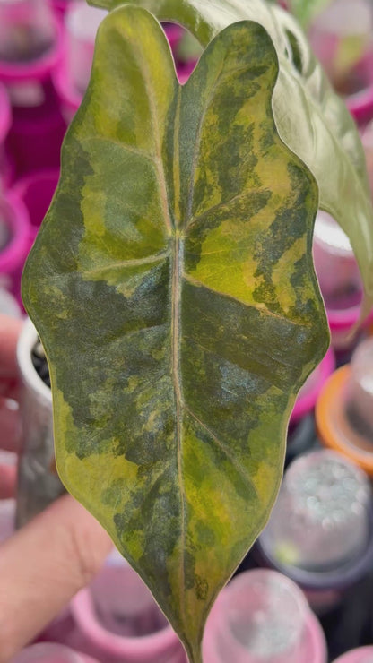 ALOCASIA PSEUDOSANDERIANA AUREA VARIEGATED