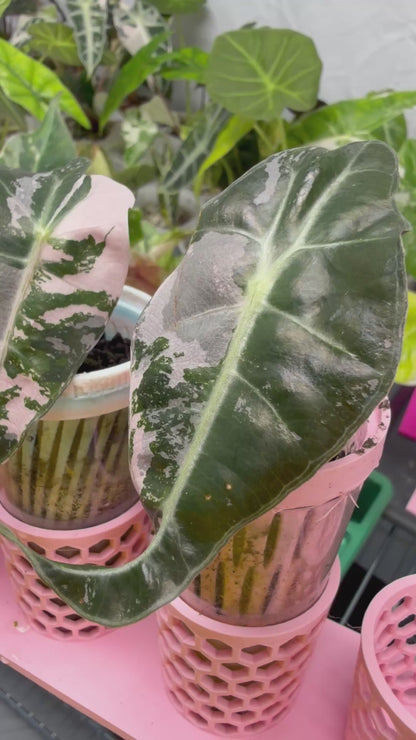 ALOCASIA AMAZONICA PINK VARIEGATED