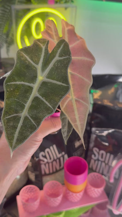 ALOCASIA POLLY GHOST VARIEGATED