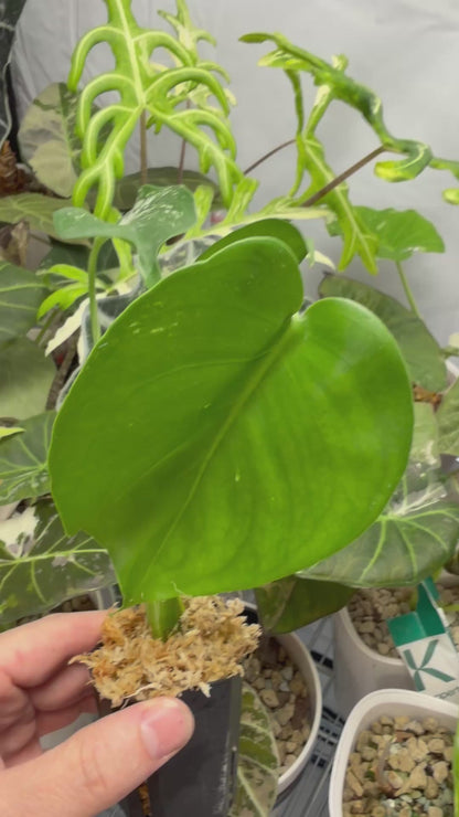 MONSTERA 'DEVIL MONSTER'