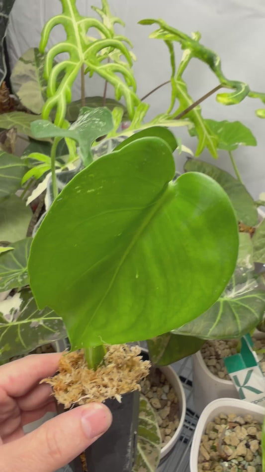 MONSTERA 'DEVIL MONSTER'