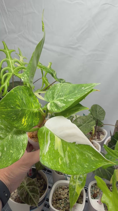 PHILODENDRON 'WHITE PRINCESS' GALAXY TRI COLOUR