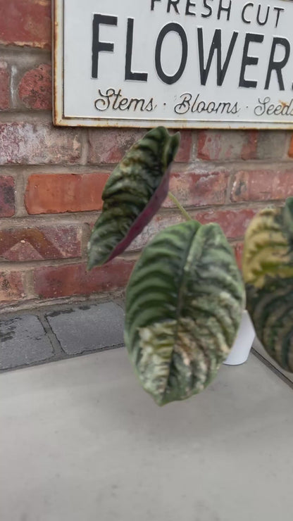 ALOCASIA CUPREA LATTE VARIEGATED