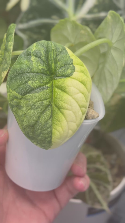 ALOCASIA MELO AUREA VARIEGATED