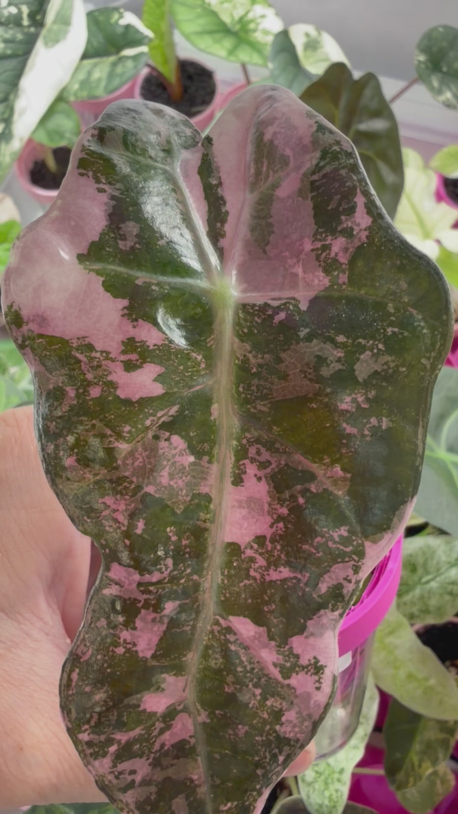 ALOCASIA AMAZONICA PINK VARIEGATED (THAI VERSION)