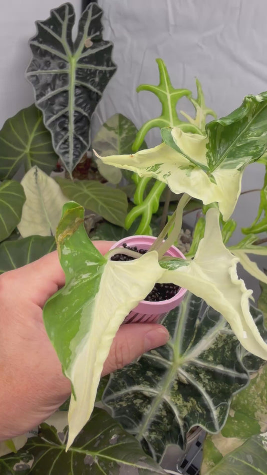 ALOCASIA CUCULLATA 'CRINKLES' ALBO VARIEGATED