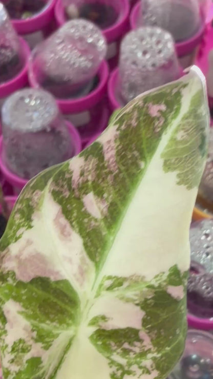 ALOCASIA BLACK VELVET PINK ALBO VARIEGATED