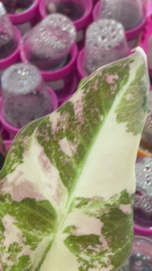 ALOCASIA BLACK VELVET PINK ALBO VARIEGATED