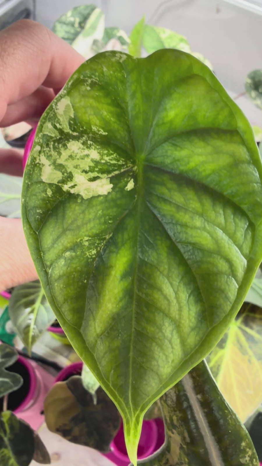 ALOCASIA DRAGON SCALE TRI-COLOUR VARIEGATED