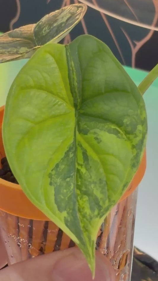 ALOCASIA 'BAGINDA' DRAGON SCALE BRIGHT AUREA VARIEGATED