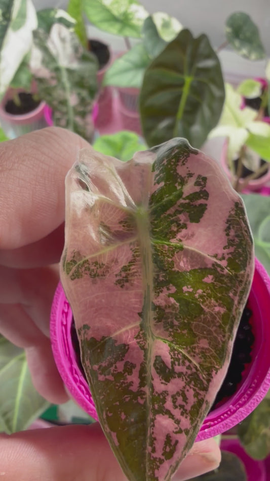 ALOCASIA AMAZONICA PINK VARIEGATED (THAI VERSION)