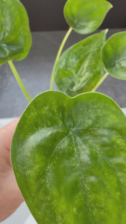 ALOCASIA CUCULLATA MINT VARIEGATED