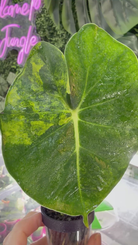 ALOCASIA MICHOLITZIANA 'FRYDEK' "DORAYAKI" AUREA VARIEGATED