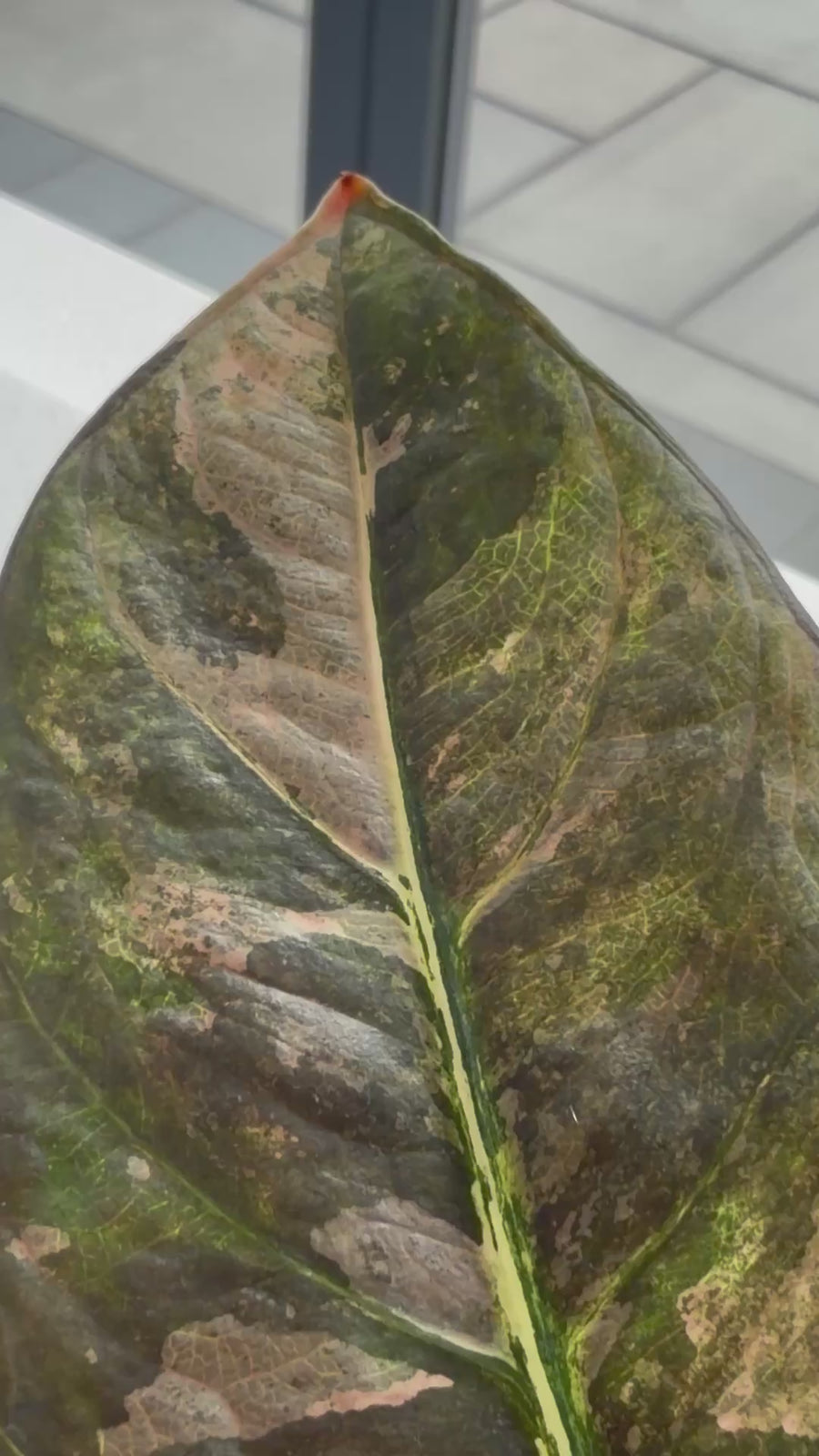 ALOCASIA REGINAE PINK VARIEGATED