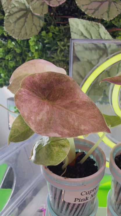 ALOCASIA CUPREA PINK MINT