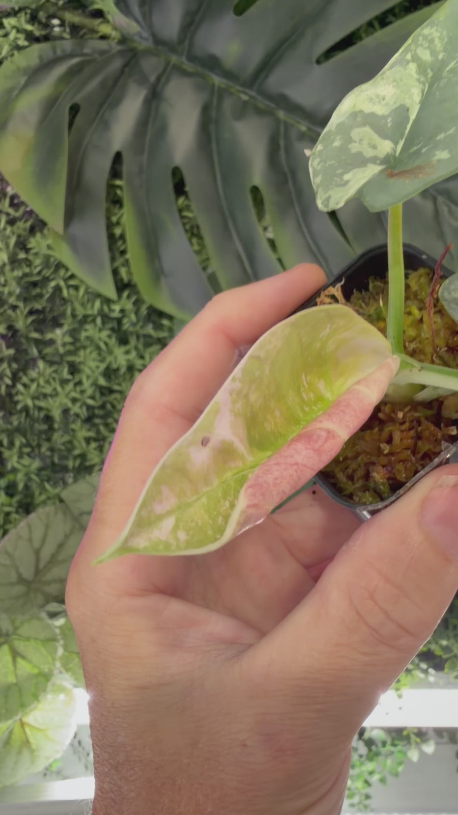 ALOCASIA REGINAE SILVER ALBO VARIEGATED