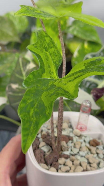 ALOCASIA NYCTERIS "BATWING" AUREA VARIEGATED