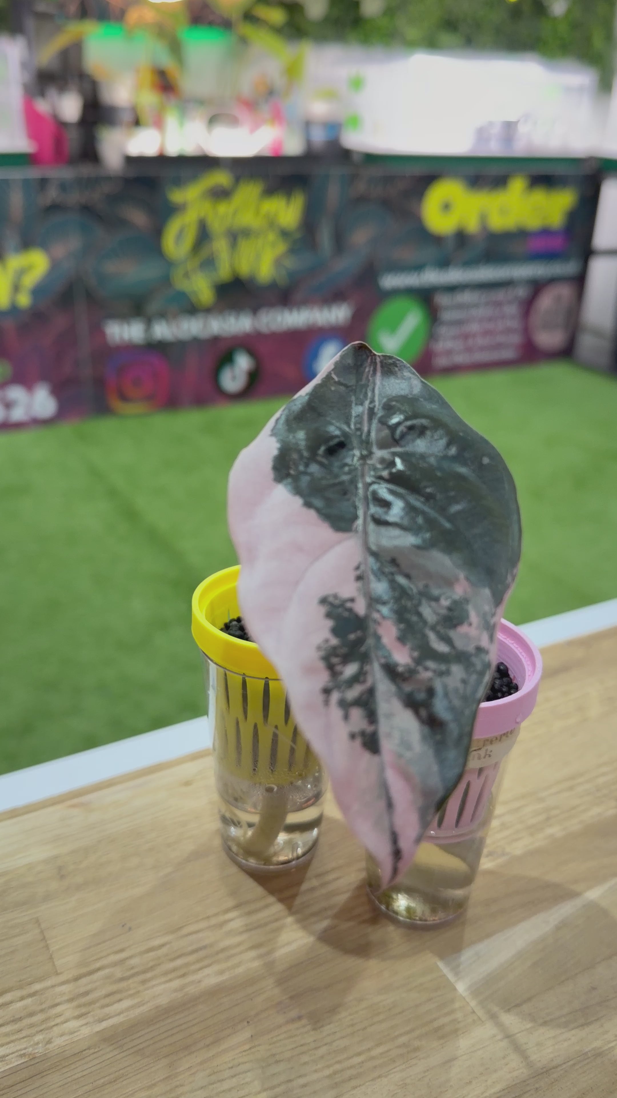 ALOCASIA CHANTRIERI PINK