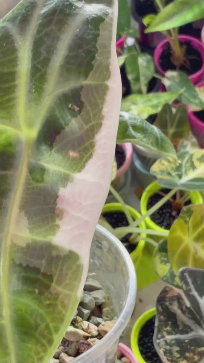 ALOCASIA WATSONIANA "LIGHTNING' ALBO  PINK  VARIEGATED