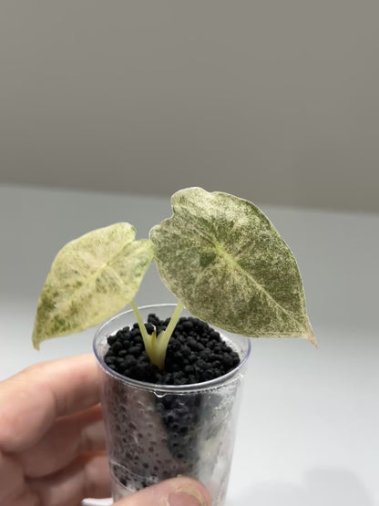 ALOCASIA GOLDEN BONE VARIEGATED