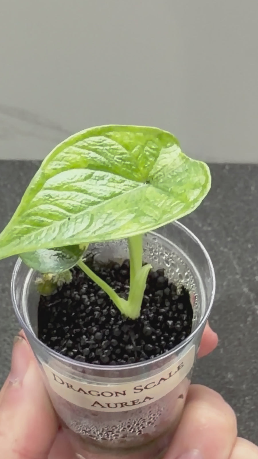 ALOCASIA 'BAGINDA' DRAGON SCALE AUREA VARIEGATED
