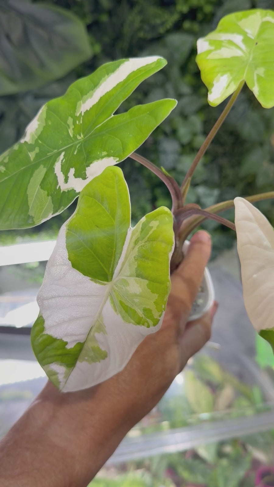ALOCASIA FORNICATA ALBO VARIEGATED