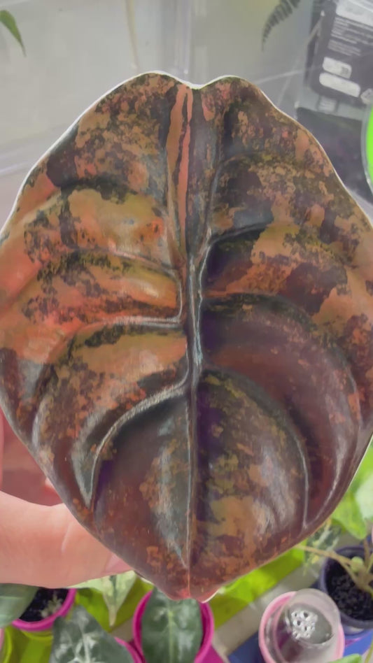 ALOCASIA CUPREA LATTE VARIEGATED