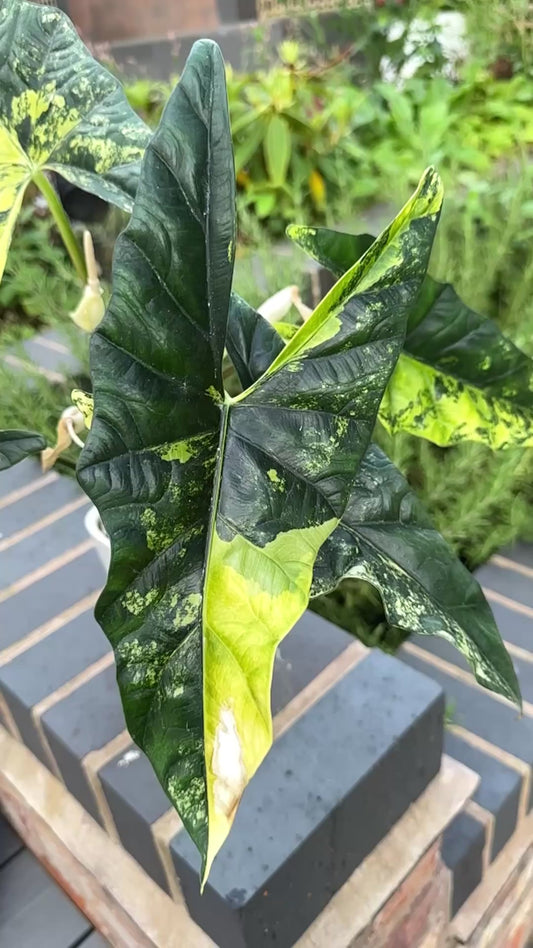 Alocasia Simpo Aurea