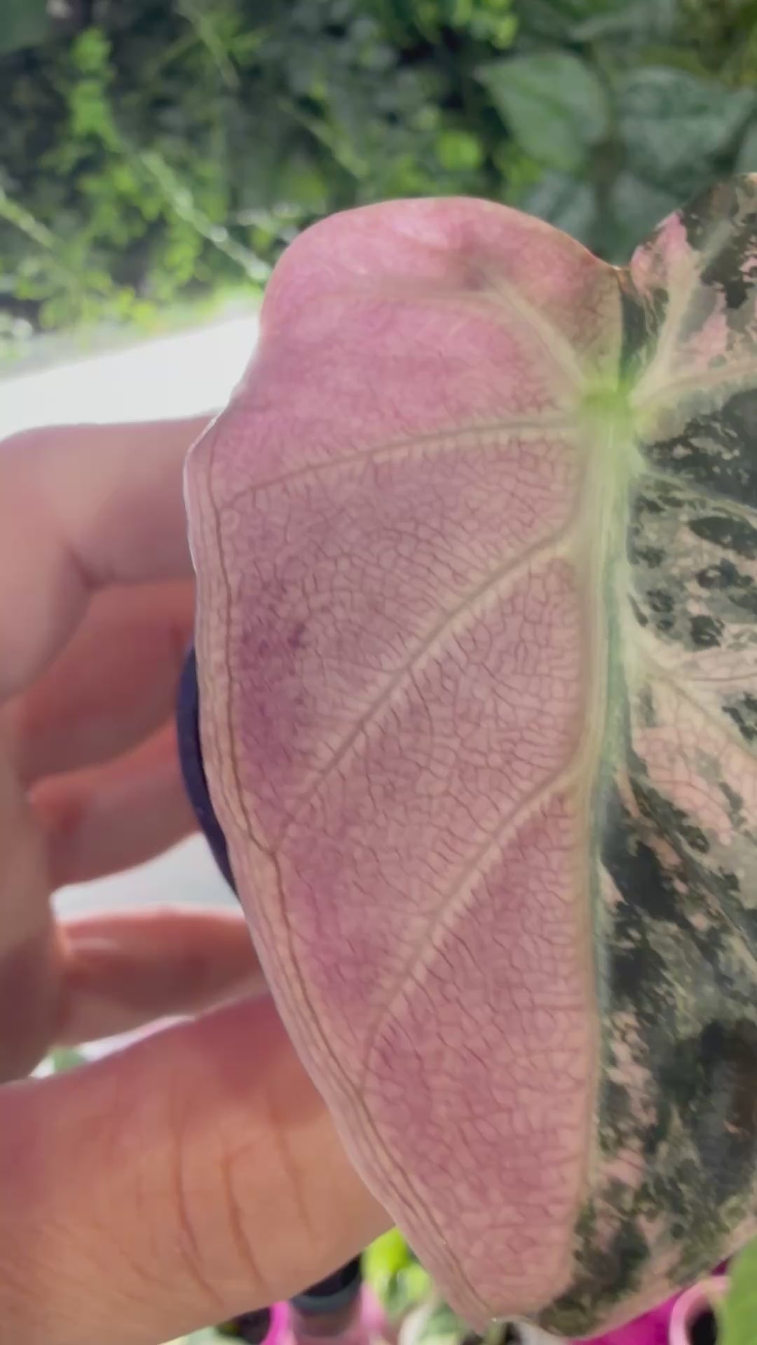 Alocasia 'Balloon Heart' Pink Variegated | The Alocasia Company