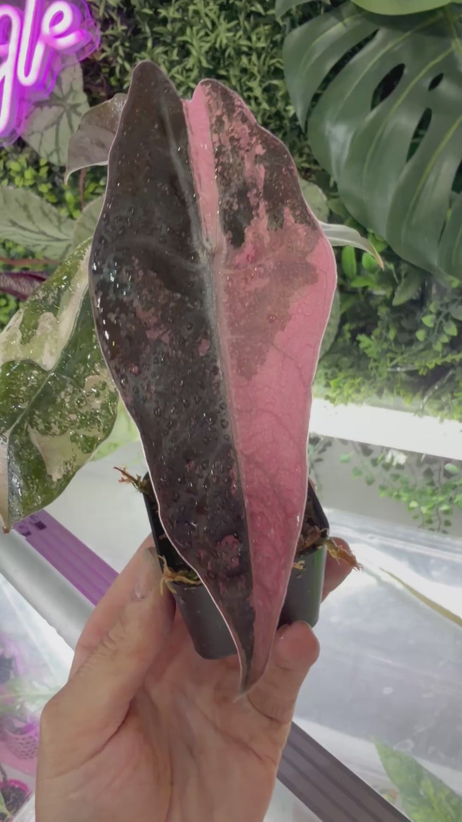 ALOCASIA CHANTRIERI SILVER VARIEGATED