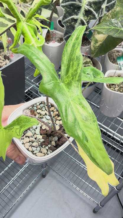 ALOCASIA NYCTERIS "BATWING" AUREA VARIEGATED