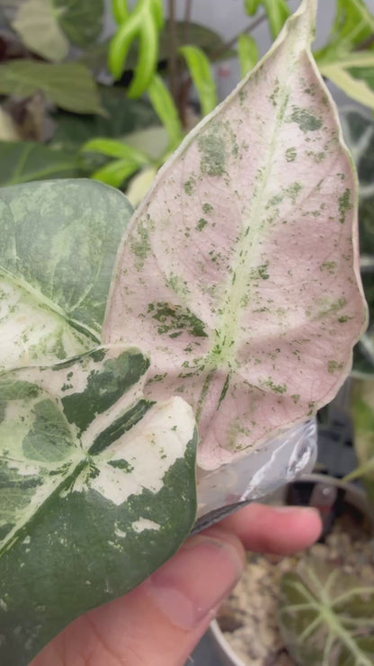 ALOCASIA REGINAE  SILVER ALBO