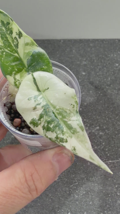 ALOCASIA SIMPO ALBO